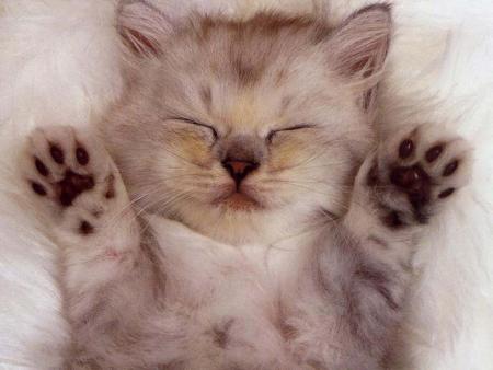 chat