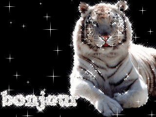 lion  qui dit  boujours 